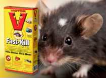 Rat & Mouse - Traps, Poisons & Control