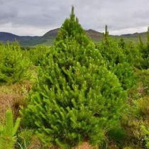 8' CHRISTMAS TREE PINE (LODGEPOLE/SCOTS PINE)