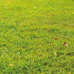 Image for Grass Seed