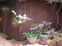 1M BRUSHWOOD SCREEN 4 METRE LENGTH