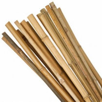 Garden Canes & Stakes