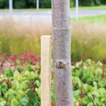 SQUARE TREE STAKE - GREEN 2.4m x 40mm