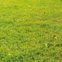 Grass Seed