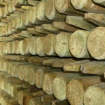 1.8m x 50mm ROUND TREE STAKE GREEN TREATED (6' x 2")