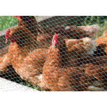 GREEN PVC COATED WIRE NETTING 900x25 10m