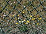Image for PVC Coated Chain-Link