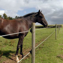 Electric Fencing