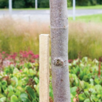 SQUARE TREE STAKE - GREEN 1.2m x 30mm